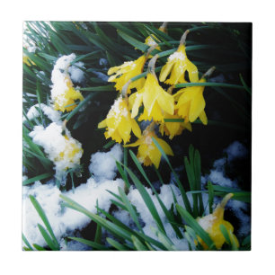 Gult Daffodils blommor i snö Kakelplatta