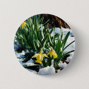 Gult Daffodils blommor i snö Knapp