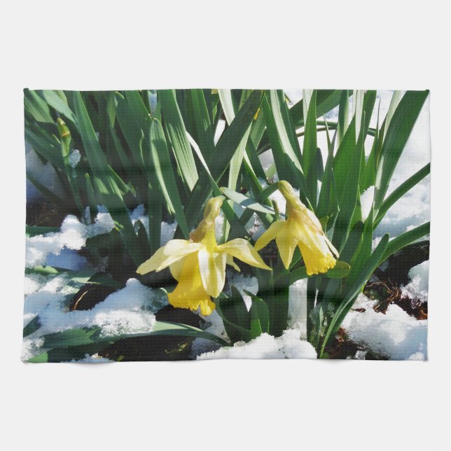 Gult Daffodils blommor i snö Kökshandduk (Horisontell)