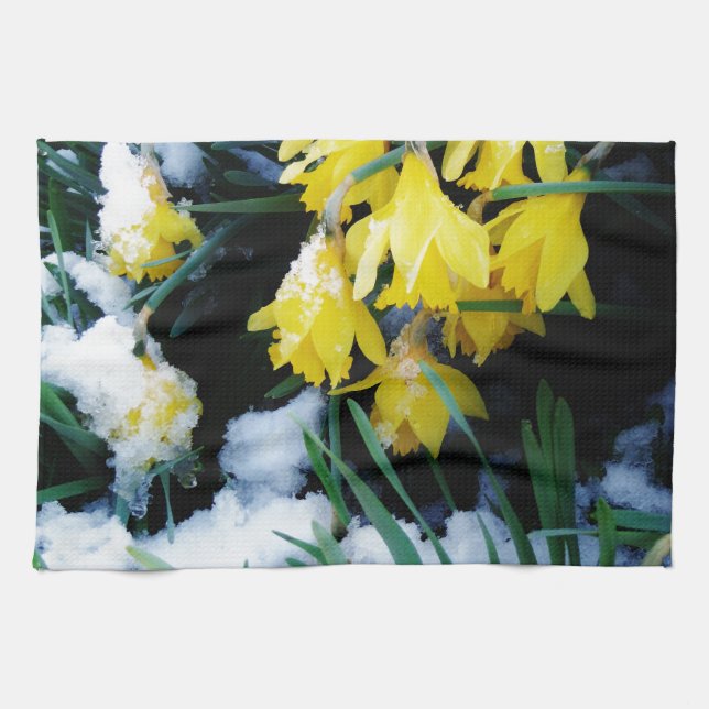Gult Daffodils blommor i snö Kökshandduk (Horisontell)