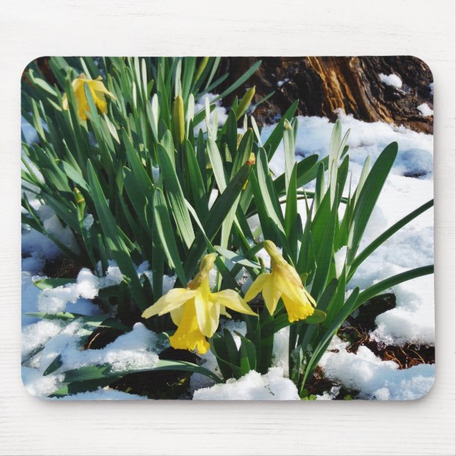 Gult Daffodils blommor i snö Musmatta (Framsidan)