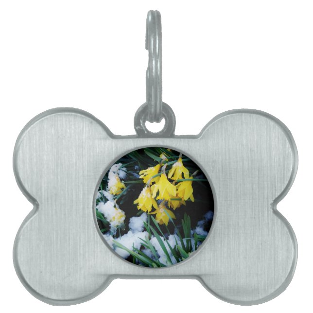 Gult Daffodils blommor i snö Namnbricka Husdjur (Framsidan)
