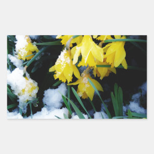 Gult Daffodils blommor i snö Rektangulärt Klistermärke