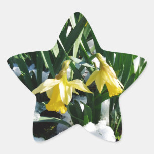 Gult Daffodils blommor i snö Stjärnformat Klistermärke