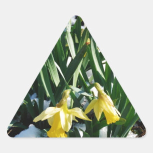 Gult Daffodils blommor i snö Triangelformat Klistermärke