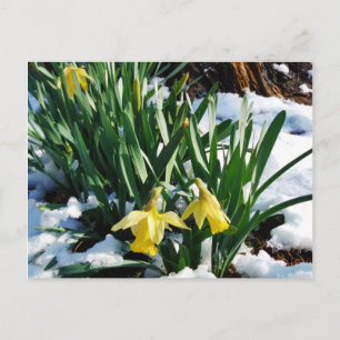 Gult Daffodils blommor i snö Vykort