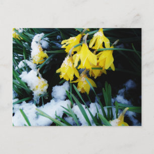 Gult Daffodils blommor i snö Vykort