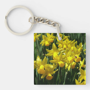 Gult Daffodils I Cheery Vår blommor