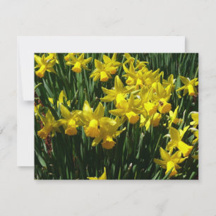 Gult Daffodils I Cheery Vår blommor