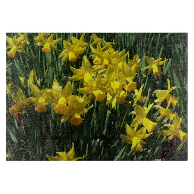 Gult Daffodils I Cheery Vår blommor (Framsidan)