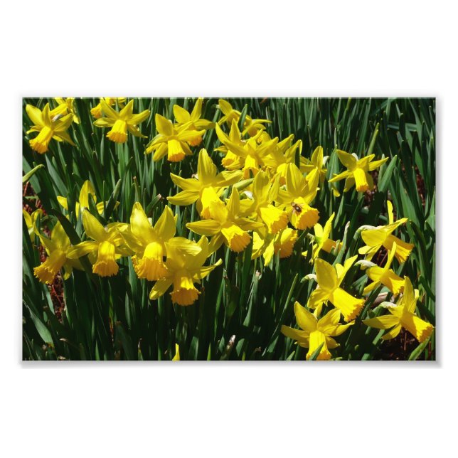 Gult Daffodils I Cheery Vår blommor Fototryck (Framsidan)