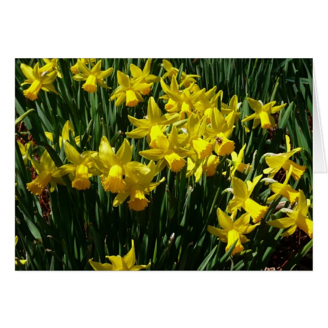Gult Daffodils I Cheery Vår blommor Hälsningskort (Framsidan Horizontal)
