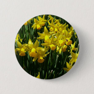 Gult Daffodils I Cheery Vår blommor Knapp