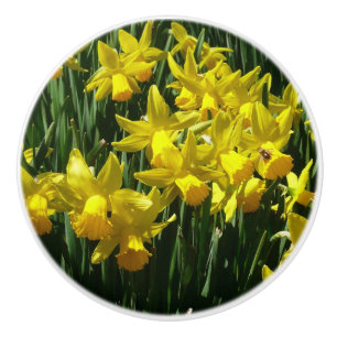Gult Daffodils I Cheery Vår blommor Knopp