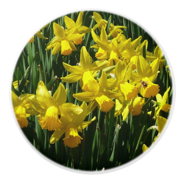 Gult Daffodils I Cheery Vår blommor Knopp (Framsidan)