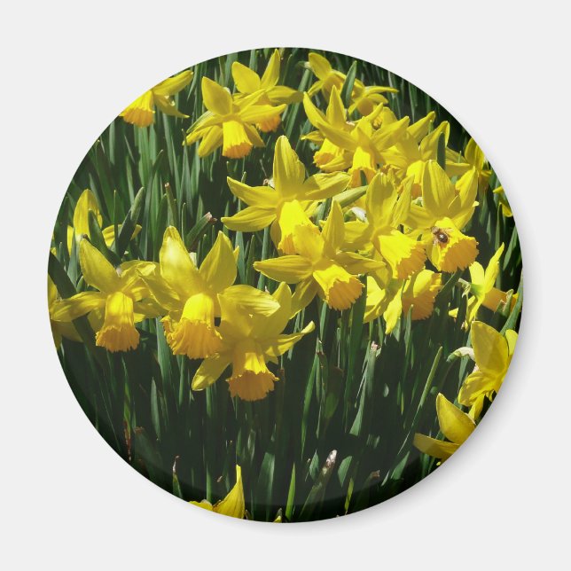 Gult Daffodils I Cheery Vår blommor Magnet (Framsidan)