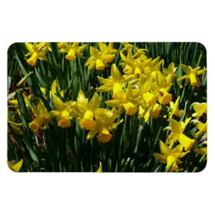 Gult Daffodils I Cheery Vår blommor Magnet