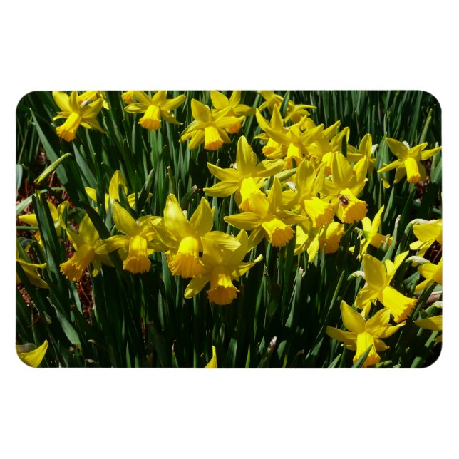 Gult Daffodils I Cheery Vår blommor Magnet (Horisontell)