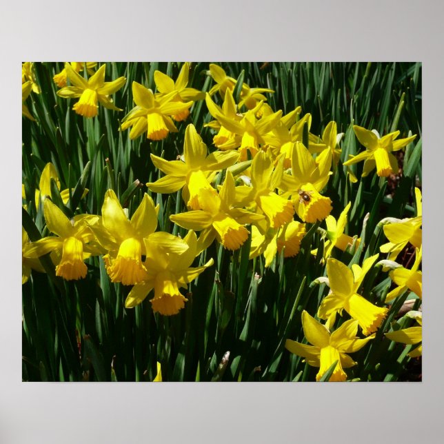 Gult Daffodils I Cheery Vår blommor Poster (Framsidan)