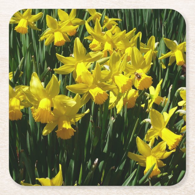 Gult Daffodils I Cheery Vår blommor Underlägg Papper Kvadrat (Framsidan)
