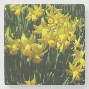 Gult Daffodils I Cheery Vår blommor Underlägg Sten