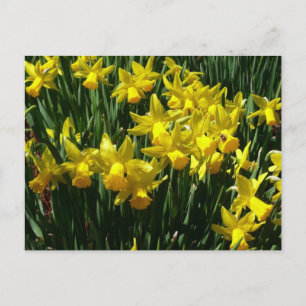 Gult Daffodils I Cheery Vår blommor Vykort