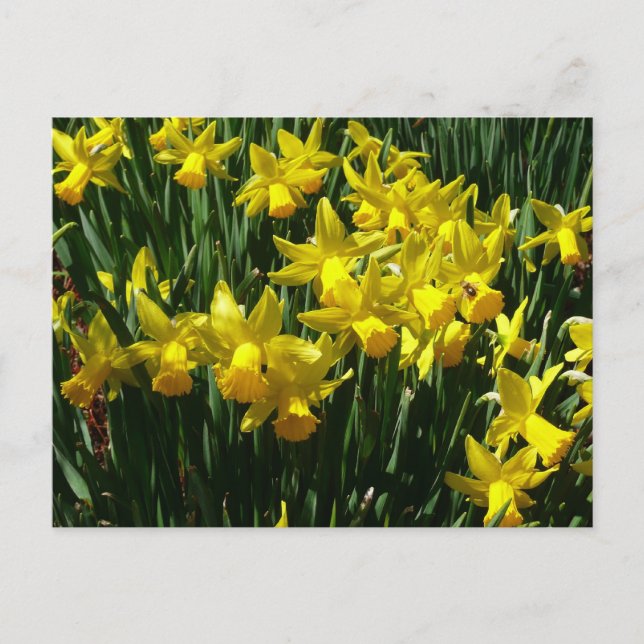 Gult Daffodils I Cheery Vår blommor Vykort (Framsida)