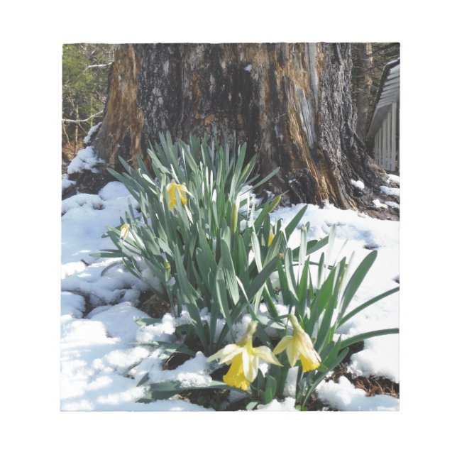 Gult Daffodils i snö Anteckningsblock (Framsida)