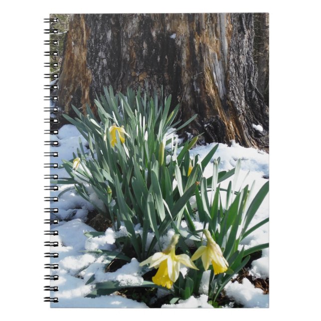 Gult Daffodils i snö Anteckningsbok Med Spiral (Framsidan)