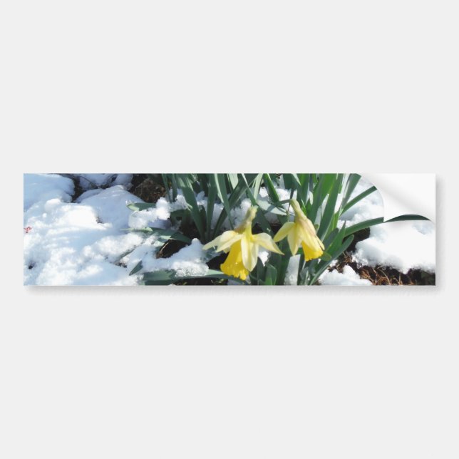Gult Daffodils i snö Bildekal (Framsidan)