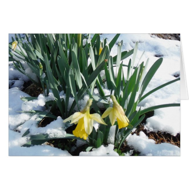 Gult Daffodils i snö Hälsningskort (Framsidan Horizontal)