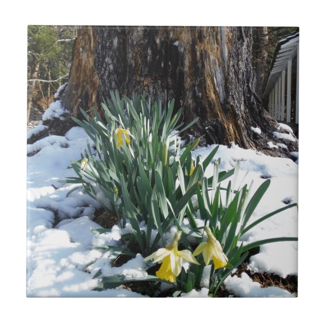 Gult Daffodils i snö Kakelplatta (Framsidan)
