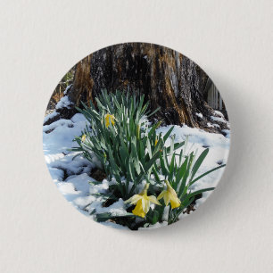 Gult Daffodils i snö Knapp