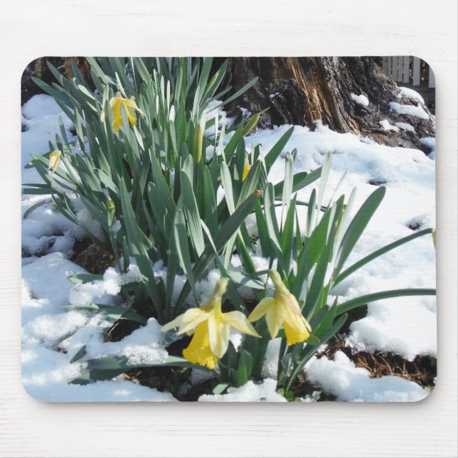 Gult Daffodils i snö Musmatta (Framsidan)