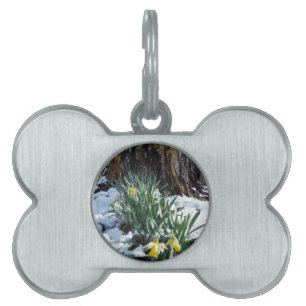 Gult Daffodils i snö Namnbricka Husdjur