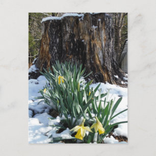 Gult Daffodils i snö Vykort