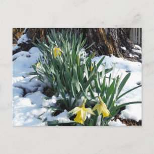 Gult Daffodils i snö Vykort