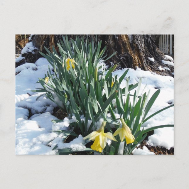 Gult Daffodils i snö Vykort (Framsida)