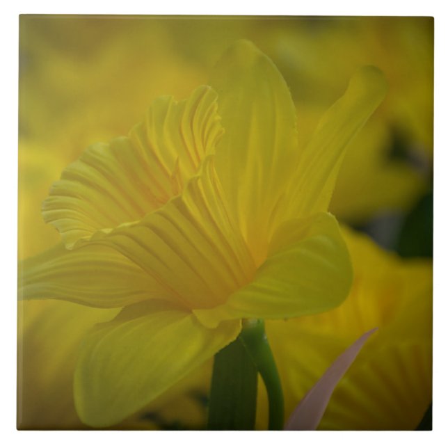 Gult daffodils keramiskt plattor kakelplatta (Framsidan)