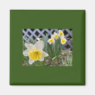 Gult Daffodils Magnet