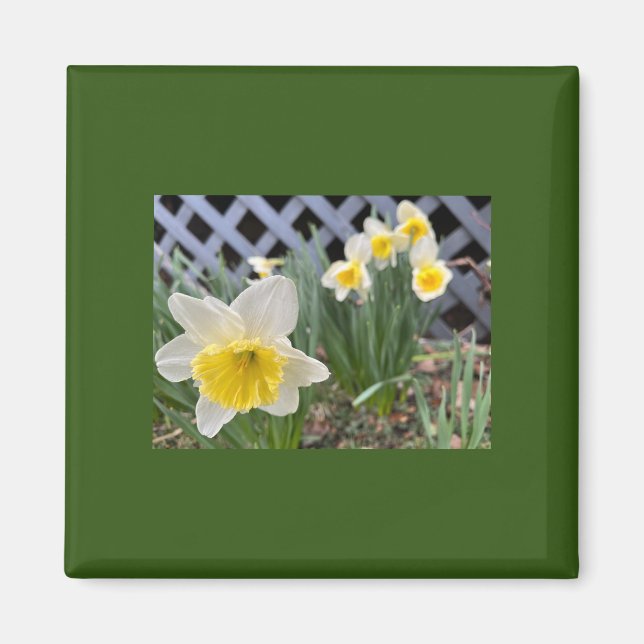 Gult Daffodils Magnet (Framsidan)