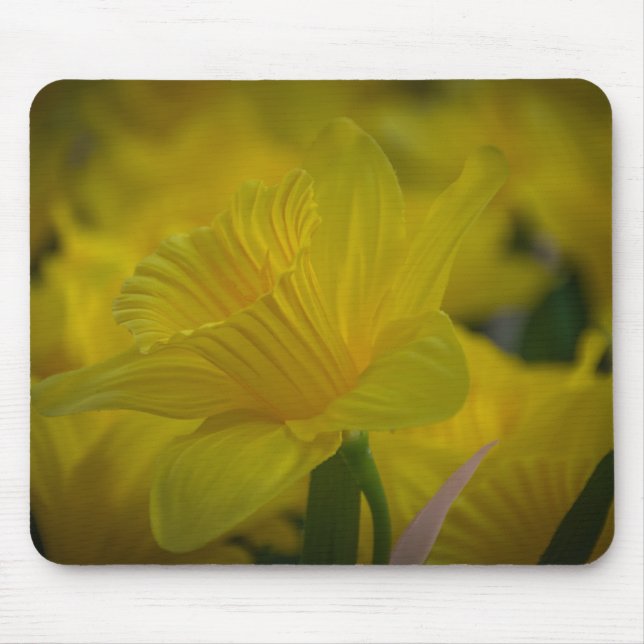Gult daffodils mousserande musmatta (Framsidan)