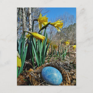 Gult Daffodils och blå ägg i hägn Vykort