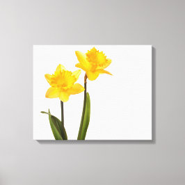 Gult Daffodils on White - Daffodil Blank Canvastryck