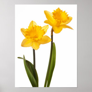 Gult Daffodils on White - Daffodil Blank Poster