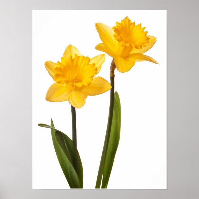 Gult Daffodils on White - Daffodil Blank Poster (Framsidan)