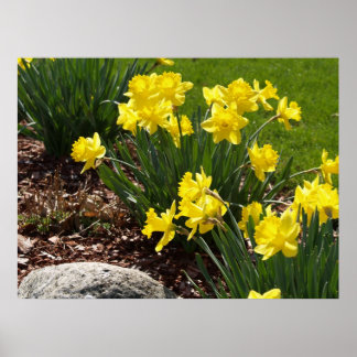 Gult Daffodils Poster