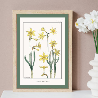 Gult Daffodils Verneuil Illustration Poster