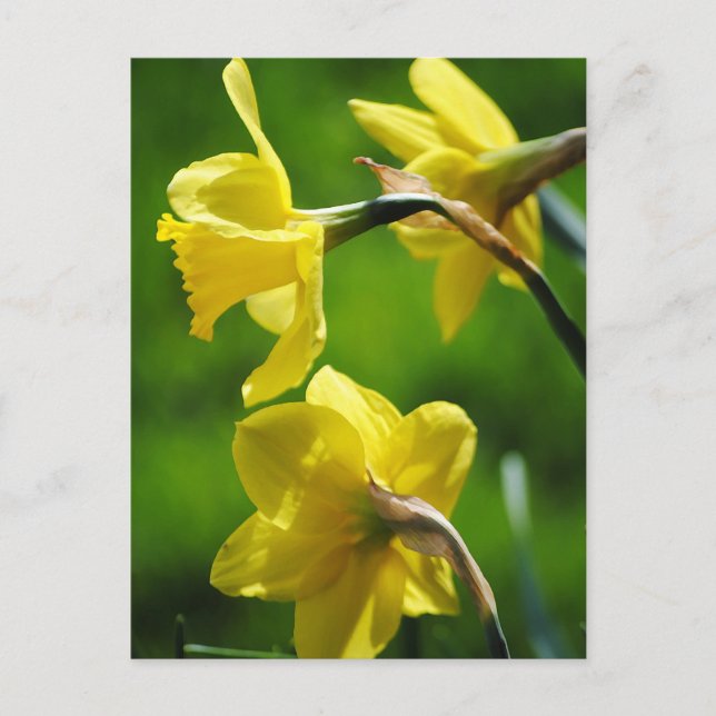 Gult Daffodils vykort (Framsida)