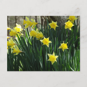 Gult Daffodils Vykort